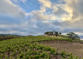 Vineyard Yoga + Breakfast